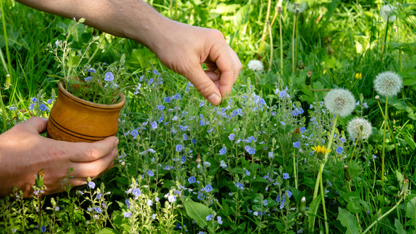 Top 5 Herbs for Spring Vitality: Boost Your Mood and Focus Naturally